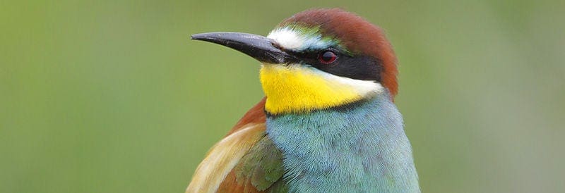 Birds Declining Faster Across North America