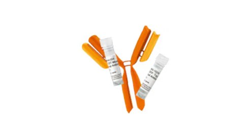 Primary Antibodies