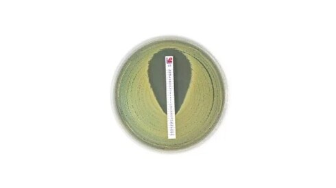 MIC Test Strips