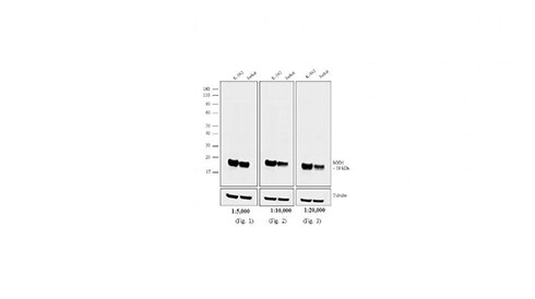 Horse Secondary Antibodies