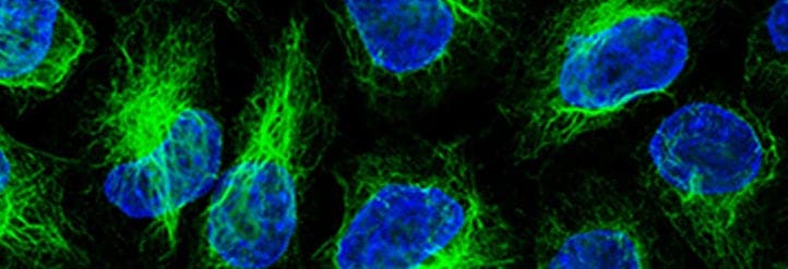 ChromoTek Nanobody-Based Reagents